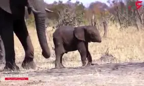 فیل بدون خرطوم + فیلم