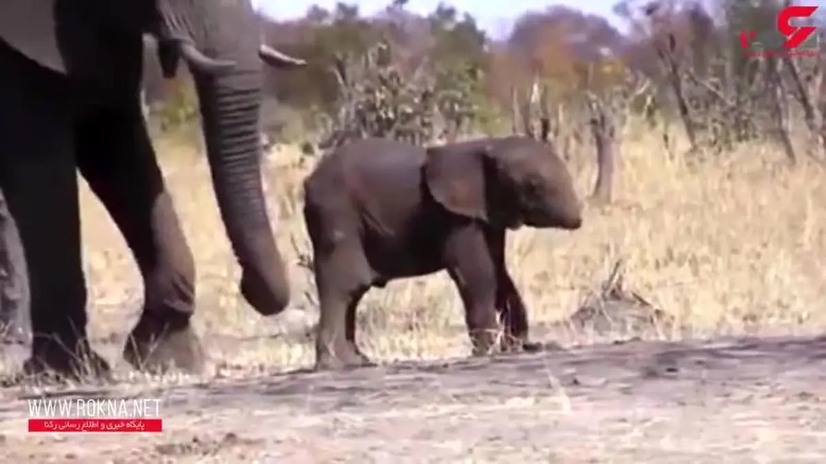 فیل بدون خرطوم + فیلم