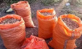 ۸۰ درصد بادام زمینی کشور در آستانه اشرفیه تولید می شود