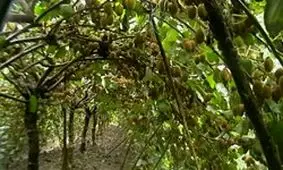 عجله کیوی‌کاران و خسارت سنگین