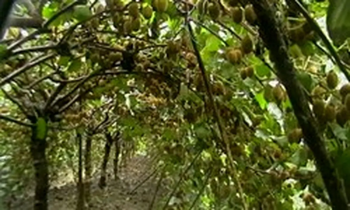 عجله کیوی‌کاران و خسارت سنگین