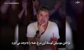 مرغ هنرمند!