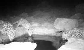 تصویربرداری از پلنگ و توله‎هایش در بختگان برای نخستین بار