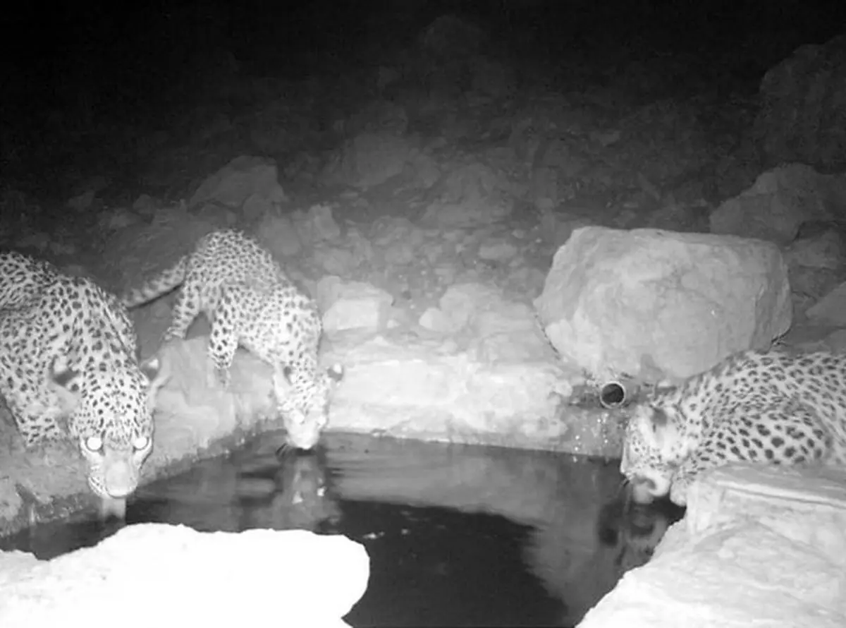 تصویربرداری از پلنگ و توله‎هایش در بختگان برای نخستین بار