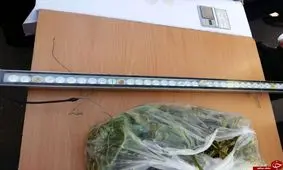 کاشت ماری‌جوآنا در پشت بام منزل مسکونی در نیاوران