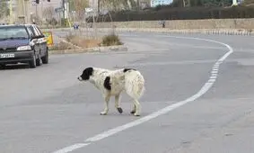 سگ ولگرد با معرفت!