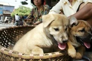 مسئولان به مردم در ویتنام: گوشت سگ نخورید