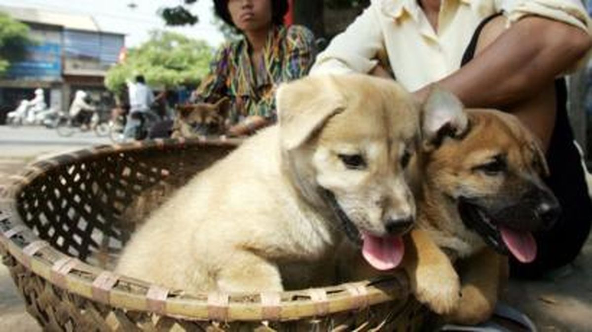 مسئولان به مردم در ویتنام: گوشت سگ نخورید