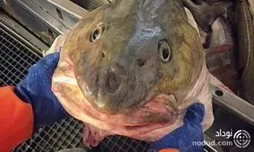 کشف فسیل‌ های زنده در اعماق دریا ! + عکس ها