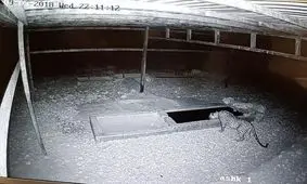 یک قلاده پلنگ ایرانی در جزیره اشک دریاچه ارومیه مشاهده شد+فیلم