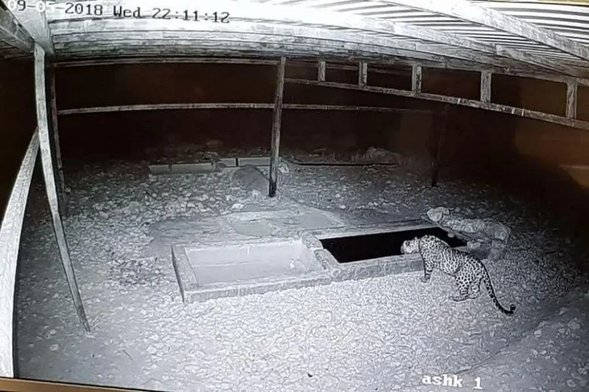 یک قلاده پلنگ ایرانی در جزیره اشک دریاچه ارومیه مشاهده شد+فیلم