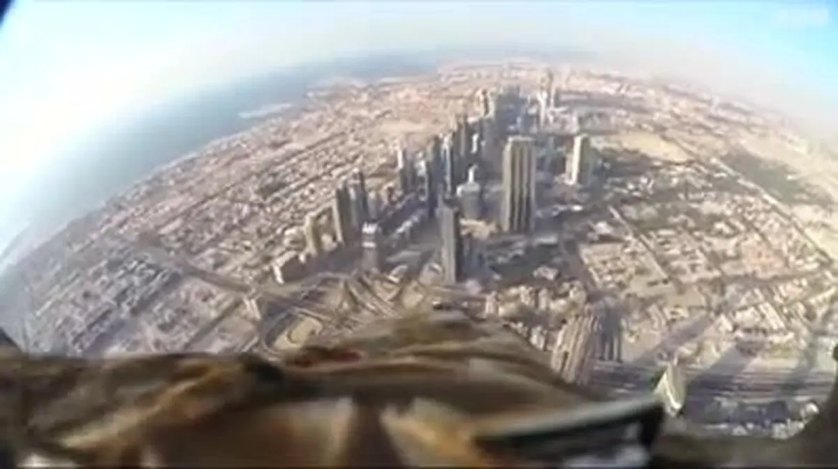 دنیا از نگاه عقاب!