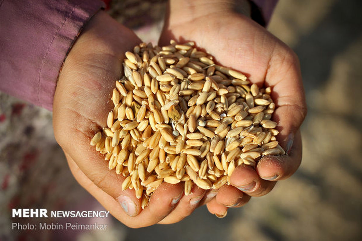 ۱۱ هزار و ۹۰۰ تن بذر گندم بین کشاورزان استان قزوین توزیع می شود
