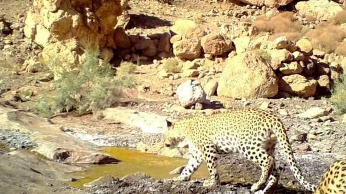 دیده شدن پلنگ در جزیره اشک