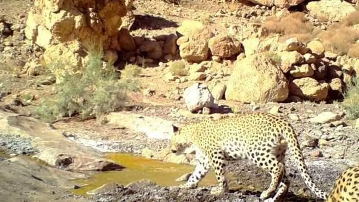 دیده شدن پلنگ در جزیره اشک
