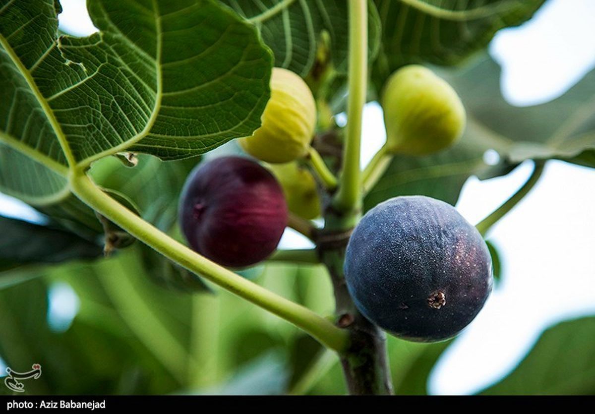 ۶۰۰۰ تن انجیر در کرمانشاه تولید میشود