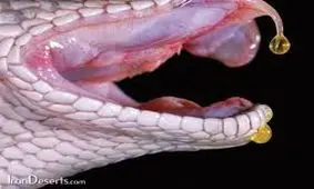 مرگ وحشتناک سرکرده داعشی با نیش مار افعی !