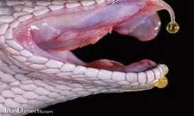 مرگ وحشتناک سرکرده داعشی با نیش مار افعی !