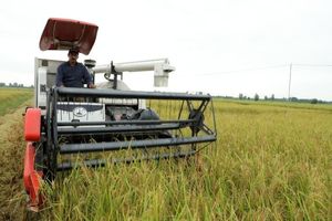 پایان برداشت برنج در گیلان/ بیش از یک میلیون تُن شلتوک برداشت شد