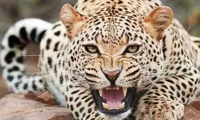 مشاهده پلنگ ایرانی در جزیره اشک دریاچه ارومیه/فیلم