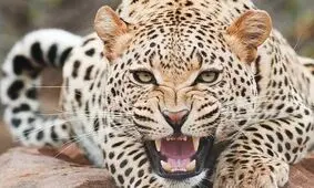 مشاهده پلنگ ایرانی در جزیره اشک دریاچه ارومیه/فیلم