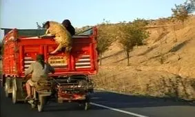 گوسفند دزدی تو جاده و در حال حرکت !