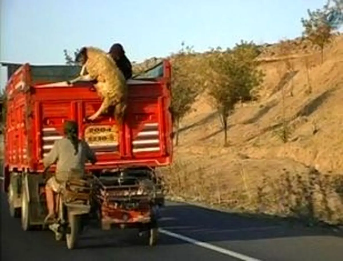 گوسفند دزدی تو جاده و در حال حرکت !