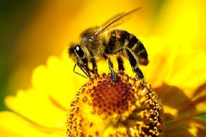 بیماری پوستی که با زهر زنبورعسل قابل درمان است!