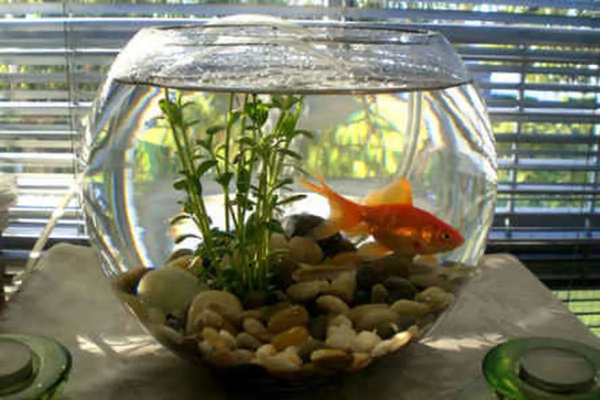 دوربین مخفی خوردن آب ماهی ها!