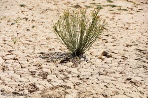 جنوب استان البرز از خشک‌سالی شدید رنج می‌برد