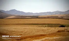 ۱۳۷ هزار هکتار از اراضی کشاورزی قزوین به زیر کشت گندم می رود