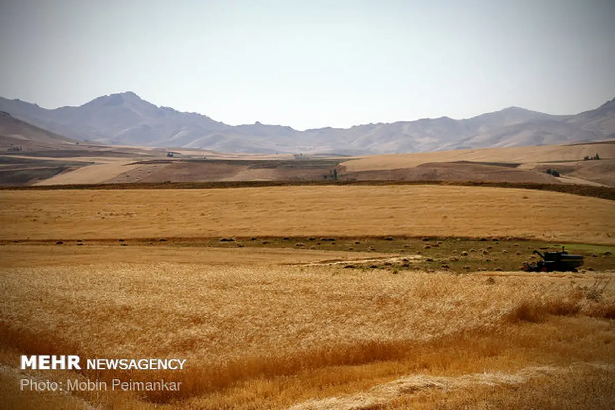 ۱۳۷ هزار هکتار از اراضی کشاورزی قزوین به زیر کشت گندم می رود