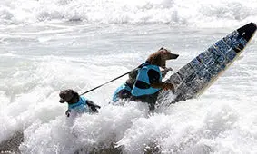 مسابقات موج سواری سگ و گربه + فیلم