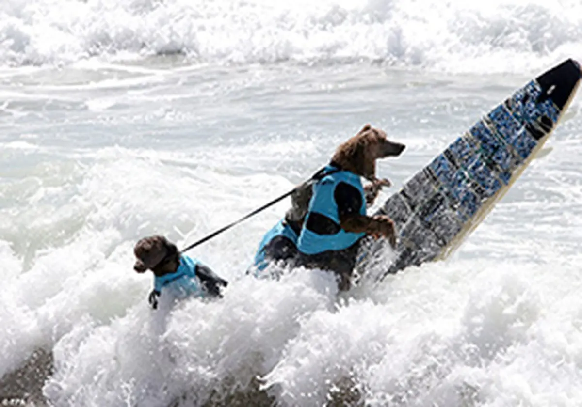 مسابقات موج سواری سگ و گربه + فیلم