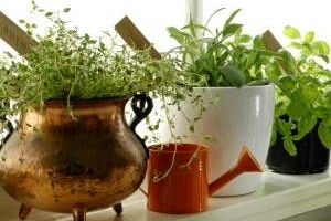 آموزش کاشت 10 نوع سبزیجات پرمصرف در خانه