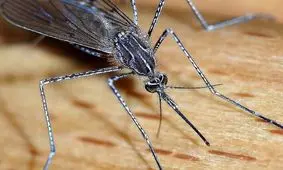 حقایق باورنکردنی درباره مرگبارترین جاندار در جهان که نمی‌دانستید!