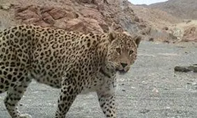 حمله پلنگ یک جوان را در بلوچستان به کام مرگ کشاند