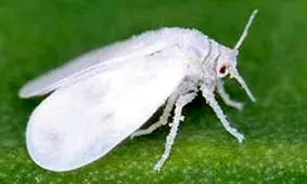 سفید بالک ها از بین نرفته اند/ منتظر طغیان مجدد این آفت باشید