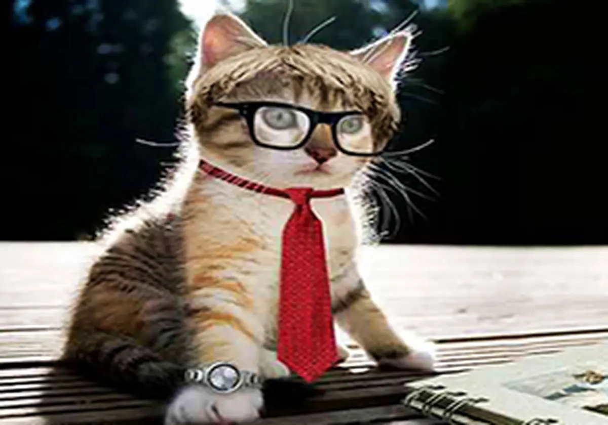 گربه با فرهنگ! + فیلم