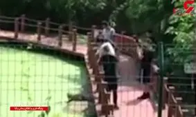 لگدپرانی یک توریست به کروکودیل برای عکس سلفی ! +فیلم