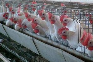 تلف شدن بیش از ۱۵ هزار قطعه مرغ گوشتی در میناب