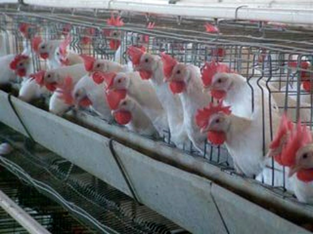 تلف شدن بیش از ۱۵ هزار قطعه مرغ گوشتی در میناب