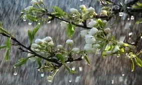 چرا هنگام بارش باران بوی خوشی می آید؟