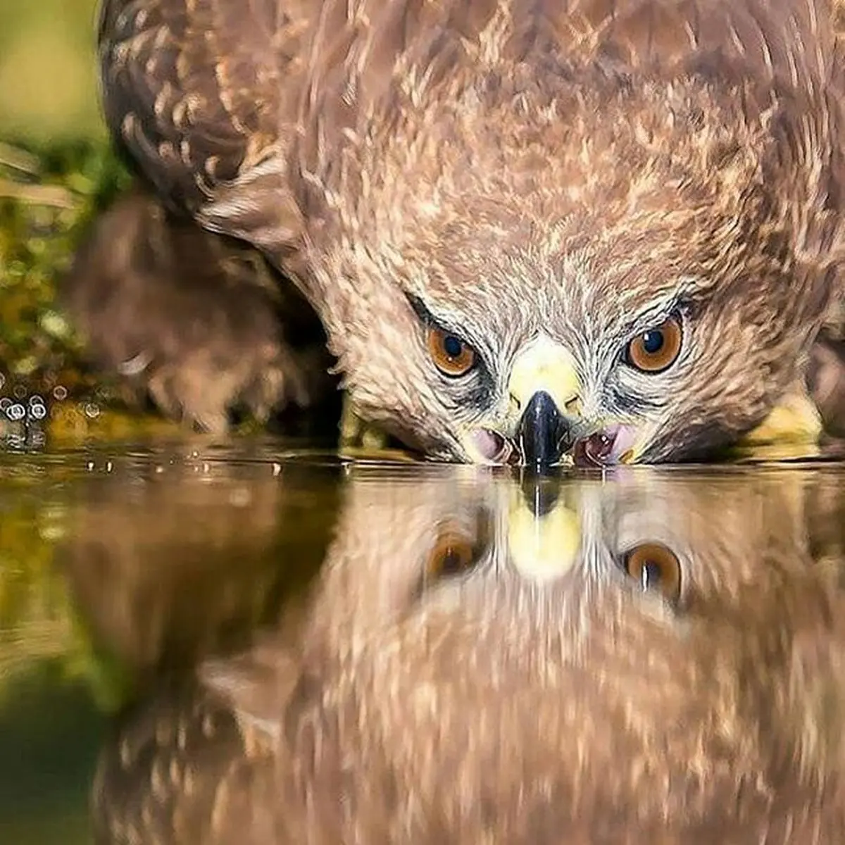 لحظه‌ای زیبا از آب خوردن یک عقاب+عکس