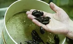 با کوچکترین اشتغال‌زاهای جهان آشنا شوید!