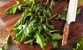 غذاهای تلخی که همین امروز باید به رژیم تان اضافه کنید!