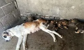 سگ‌کشی همچنان ادامه دارد/ عکس