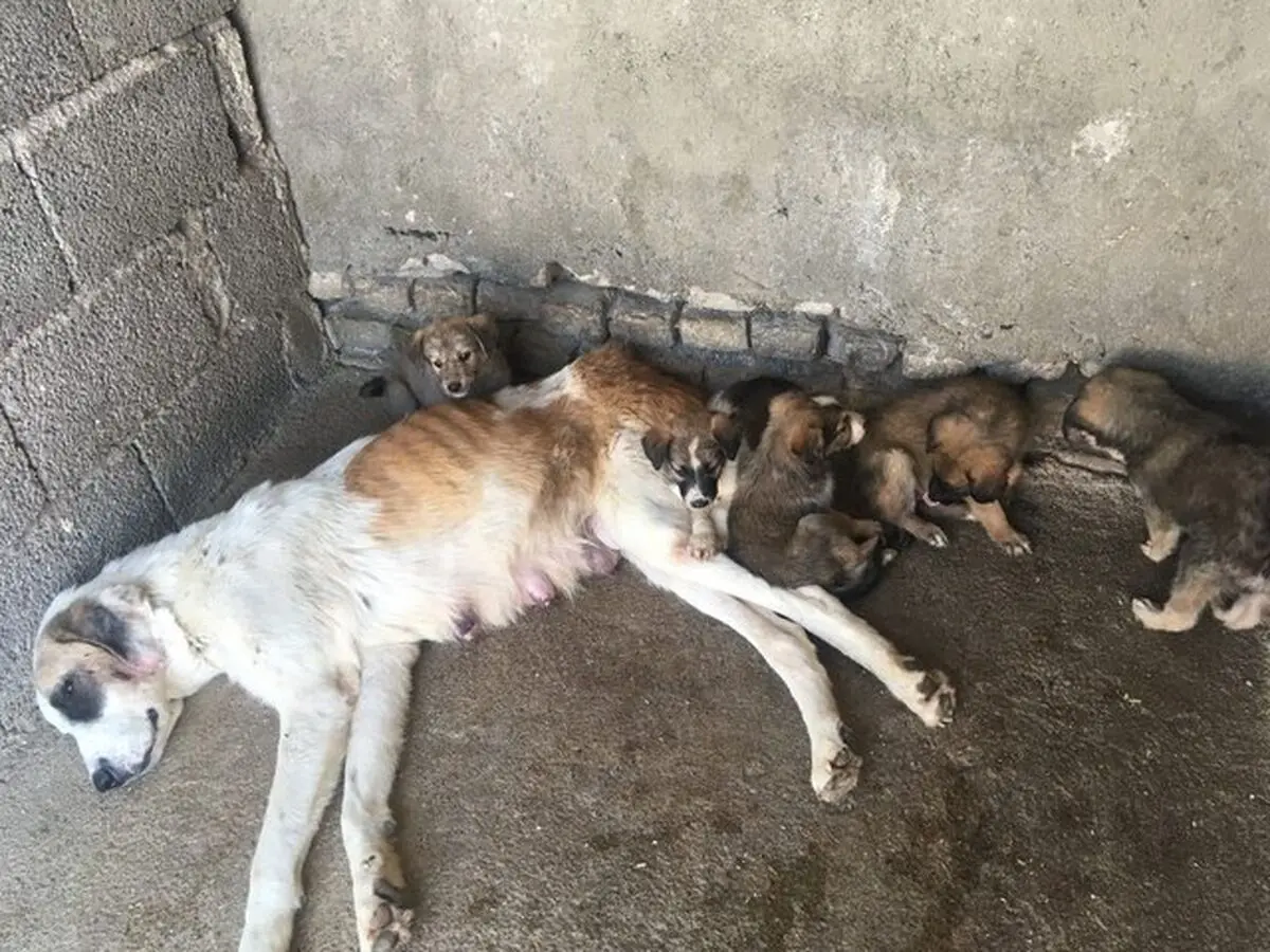 سگ‌کشی همچنان ادامه دارد/ عکس
