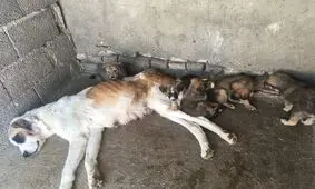 سگ‌کشی همچنان ادامه دارد/ عکس
