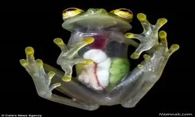 صحنه ای شگفت انگیز از قورباغه شیشه ای حامله + تصاویر